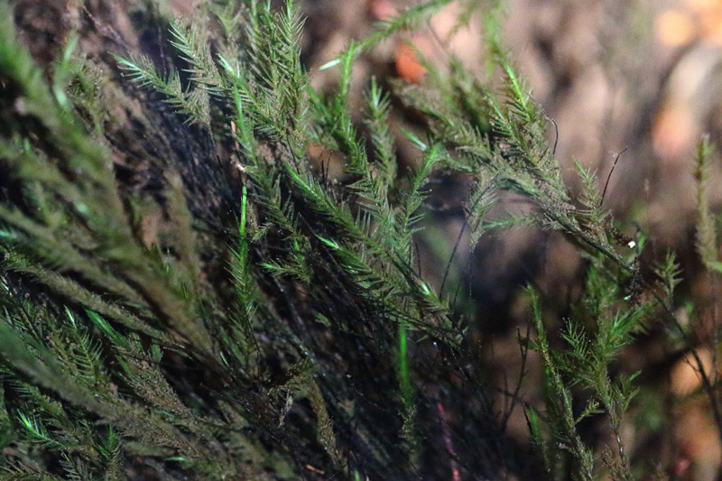 Fontinalis dalecarlica